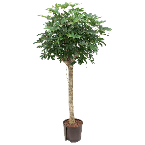 1scarrs04png