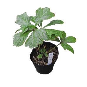rodgersia-podophylla-braunlaubpng