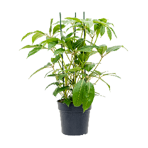 4tucabu03201png