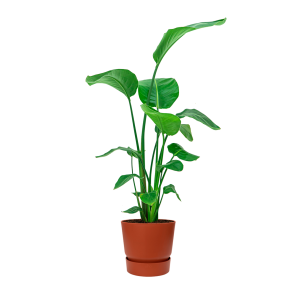 strelitzia20nicolai20medium20in20elho20greenville20round202520cm20-20bruinpng