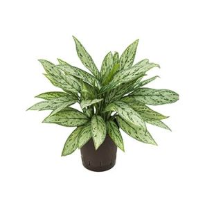 aglaonema-silver-queen-hydrocultuur-19-65d62a43jpg