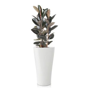 ficus-abidjan-delta-pot-witc94f84jpg