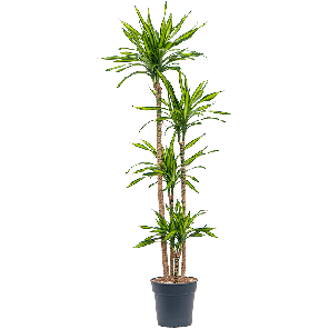 4drri4s25png