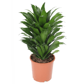 4drcoko17png