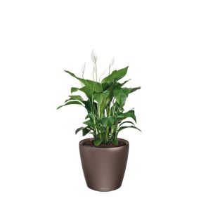 spathiphyllum-classico-pot-bruinda90afjpg