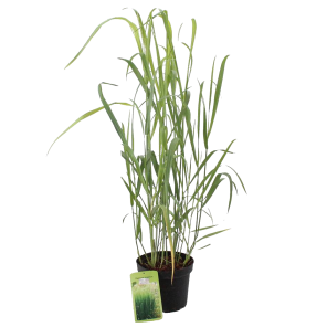 panicum-virgatum-dallas-bluespng
