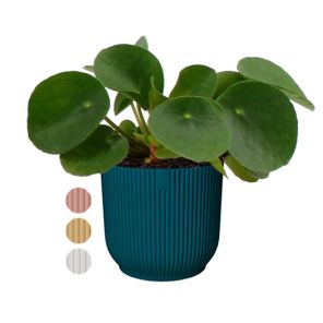 pilea-vibesa7cc39jpg