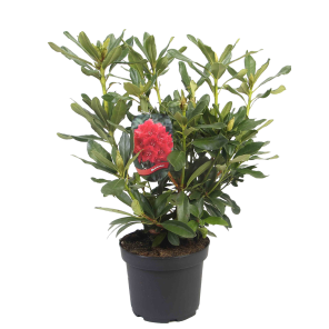 rhodo-nova-zemblapng