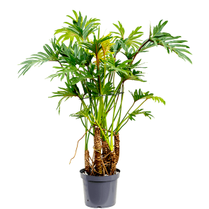 philodendron-xantal878140png