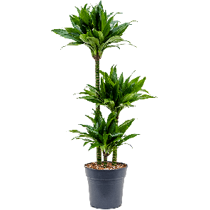 4drgj3s21201png