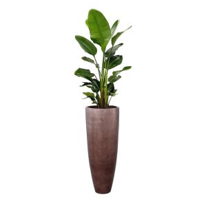 strelitzia-in-baq-metallic-partner-coffeecb0c5ajpg