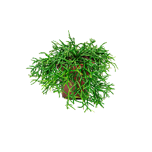 rhipsalispilocarpiawebpng