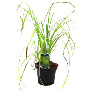 carex-elata-aureapng