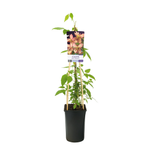 clematis20montana20marjorie2022png
