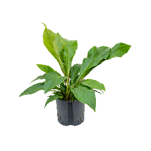 1anjbbu22png