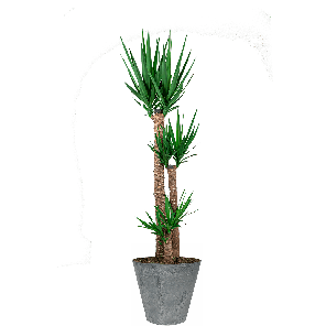 yucca20toef20in20artstone20claire20grijspng