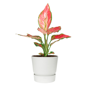 aglaonema20cherry20baby20in20elho20greenville20pot20-20witpng