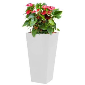 anthurium20sierra202png
