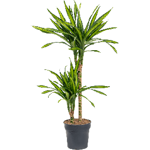 4drri2s10png
