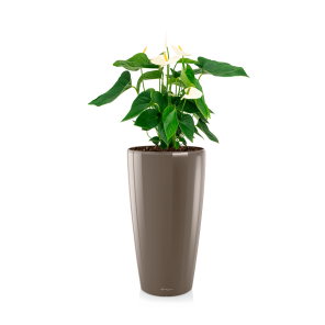 anthurium20wit20in20watergevende20pot20rondo20-20taupepng