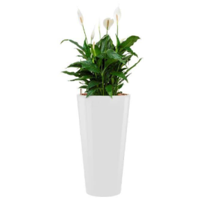 spathiphyllum203png