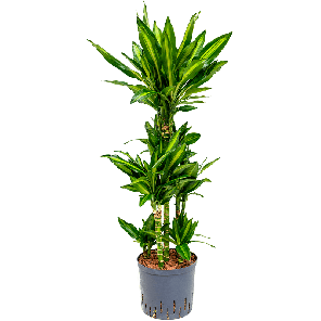 1drfcca10png