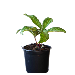 rodgersia-henriciapng
