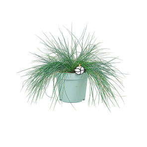 festuca20logopng