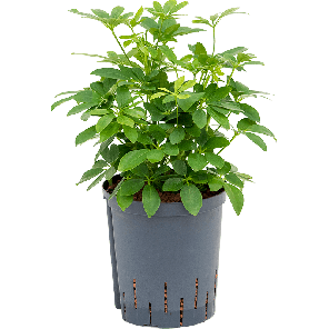 1scarbu21png