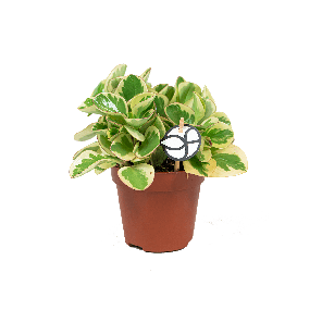 peperomia20obtusifolia20geel20logo-20webpng
