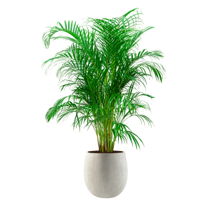 palm20areca20large20in20balloon20m20concrete20-20witpng