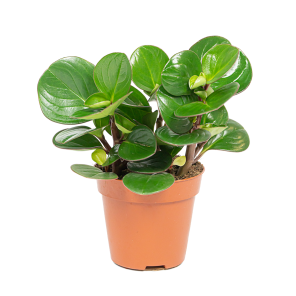 webpeperomia20obtusifolia20groenpng