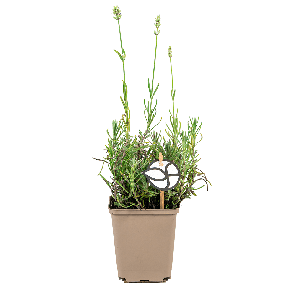 lavandula20alba20xs2012png