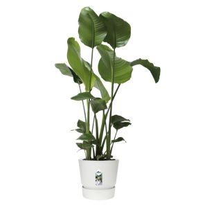 elho-greenville-rond-wit-met-strelitzia-nicolai875d0cjpg