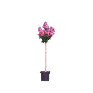 lagerstroemia-indica-enduring-pinkcd72e9jpg