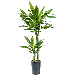 1drbu2s12png