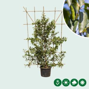 Prunus lusitanica 'Angustifolia' - haagelement
