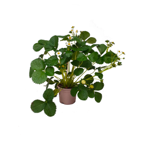 aardbeienplant groot.png