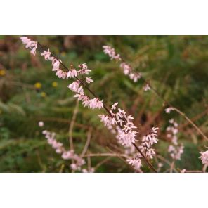 abeliophyllum 2_1.jpg