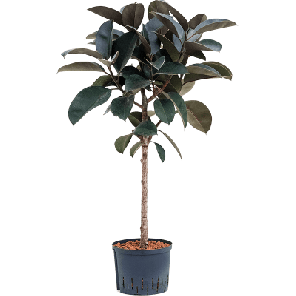 abidjan op stam hydro.png