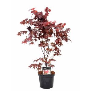acer-palmatum-bloodgood_8095a1.jpg
