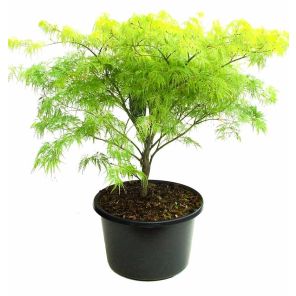 acer-palmatum-dissectum_4ef2f8.jpg