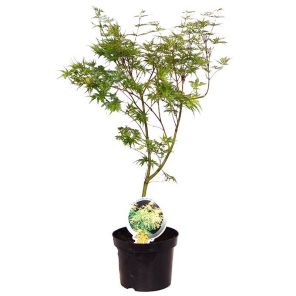 acer-palmatum-seiryu_bc2786.jpg