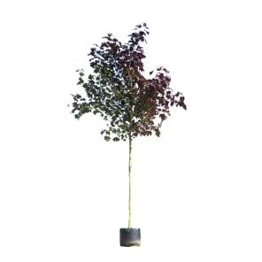 acer-platanoides-royal-red_0eeb0a.jpg