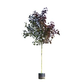 acer-platanoides-royal-red_0eeb0a.jpg