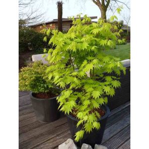 acer-shirasawanum-jordan-sfeer_6a9a5a.jpg