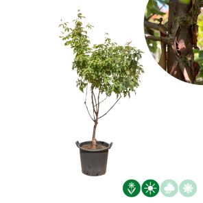 acer griseum meerstammig (1).jpg