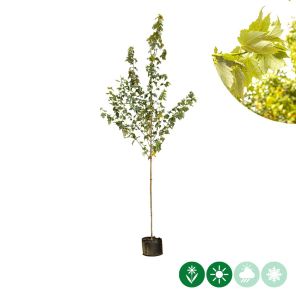 acer oktober glory_2.jpg