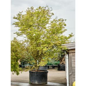 Acer palmatum Asahi Zuru.png