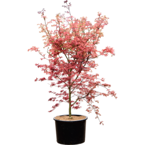 Acer palmatum De Shojo vertakt.png
